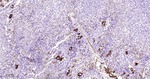 CD61 Antibody in Immunohistochemistry (Paraffin) (IHC (P))