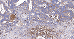 CD63 Antibody in Immunohistochemistry (Paraffin) (IHC (P))