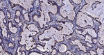 CD63 Antibody in Immunohistochemistry (Paraffin) (IHC (P))