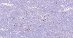 CD63 Antibody in Immunohistochemistry (Paraffin) (IHC (P))
