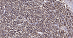 CD63 Antibody in Immunohistochemistry (Paraffin) (IHC (P))