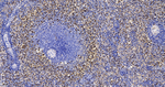 CD63 Antibody in Immunohistochemistry (Paraffin) (IHC (P))