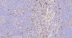 CD63 Antibody in Immunohistochemistry (Paraffin) (IHC (P))