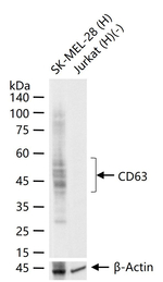 CD63 Antibody in Western Blot (WB)