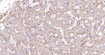N-cadherin Antibody in Immunohistochemistry (Paraffin) (IHC (P))