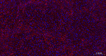 N-cadherin Recombinant Rabbit Monoclonal Antibody (5G1)