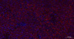 N-cadherin Antibody in Immunohistochemistry (Paraffin) (IHC (P))
