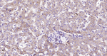 N-cadherin Antibody in Immunohistochemistry (Paraffin) (IHC (P))