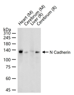 N-cadherin Antibody in Western Blot (WB)
