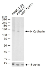 N-cadherin Antibody in Western Blot (WB)