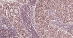 NOX4 Antibody in Immunohistochemistry (Paraffin) (IHC (P))