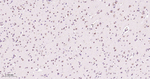 NOX4 Antibody in Immunohistochemistry (Paraffin) (IHC (P))