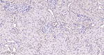 NOX4 Antibody in Immunohistochemistry (Paraffin) (IHC (P))