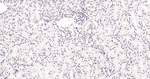 NOX4 Recombinant Rabbit Monoclonal Antibody (2A4)