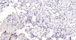 NOX4 Antibody in Immunohistochemistry (Paraffin) (IHC (P))