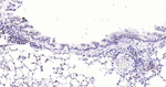 NOX4 Antibody in Immunohistochemistry (Paraffin) (IHC (P))