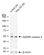 NOX4 Antibody in Western Blot (WB)