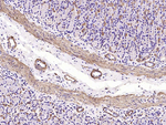 Alpha-Smooth Muscle Actin Antibody in Immunohistochemistry (Paraffin) (IHC (P))