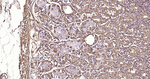 Alpha-Smooth Muscle Actin Antibody in Immunohistochemistry (Paraffin) (IHC (P))