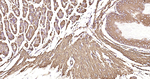 Alpha-Smooth Muscle Actin Antibody in Immunohistochemistry (Paraffin) (IHC (P))