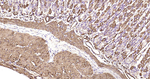 Alpha-Smooth Muscle Actin Antibody in Immunohistochemistry (Paraffin) (IHC (P))