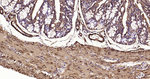 Alpha-Smooth Muscle Actin Antibody in Immunohistochemistry (Paraffin) (IHC (P))