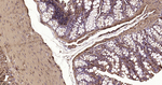 Alpha-Smooth Muscle Actin Antibody in Immunohistochemistry (Paraffin) (IHC (P))