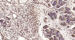 Alpha-Smooth Muscle Actin Antibody in Immunohistochemistry (Paraffin) (IHC (P))