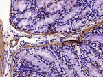 Alpha-Smooth Muscle Actin Antibody in Immunohistochemistry (Paraffin) (IHC (P))