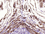 Alpha-Smooth Muscle Actin Antibody in Immunohistochemistry (Paraffin) (IHC (P))