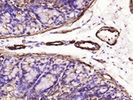 Alpha-Smooth Muscle Actin Antibody in Immunohistochemistry (Paraffin) (IHC (P))