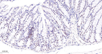 PARP1 (cleaved Asp214) Antibody in Immunohistochemistry (Paraffin) (IHC (P))