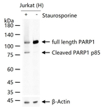PARP1 (cleaved Asp214) Antibody in Western Blot (WB)