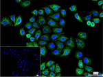 Cytokeratin 8 Recombinant Rabbit Monoclonal Antibody (8C12)
