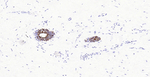 Cytokeratin 8 Antibody in Immunohistochemistry (Paraffin) (IHC (P))