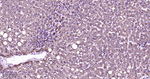 Cytokeratin 8 Antibody in Immunohistochemistry (Paraffin) (IHC (P))
