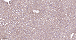 Cytokeratin 8 Antibody in Immunohistochemistry (Paraffin) (IHC (P))