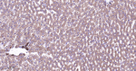 Cytokeratin 8 Antibody in Immunohistochemistry (Paraffin) (IHC (P))