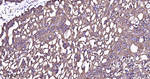 Cytokeratin 8 Antibody in Immunohistochemistry (Paraffin) (IHC (P))