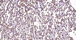 Cytokeratin 8 Antibody in Immunohistochemistry (Paraffin) (IHC (P))
