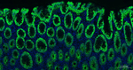 Cytokeratin 8 Antibody in Immunohistochemistry (Paraffin) (IHC (P))