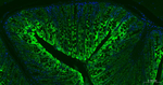 Cytokeratin 8 Antibody in Immunohistochemistry (Paraffin) (IHC (P))