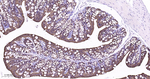 Cytokeratin 8 Antibody in Immunohistochemistry (Paraffin) (IHC (P))
