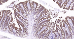 Cytokeratin 8 Antibody in Immunohistochemistry (Paraffin) (IHC (P))
