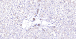 Cytokeratin 8 Antibody in Immunohistochemistry (Paraffin) (IHC (P))