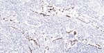 Cytokeratin 8 Antibody in Immunohistochemistry (Paraffin) (IHC (P))