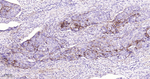 5T4 Recombinant Rabbit Monoclonal Antibody (23B1)
