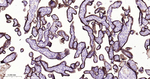 5T4 Antibody in Immunohistochemistry (Paraffin) (IHC (P))