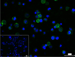 CD31 Recombinant Rabbit Monoclonal Antibody (6A1)