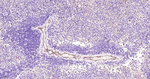 CD31 Antibody in Immunohistochemistry (Paraffin) (IHC (P))
